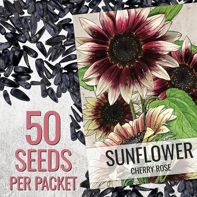 Seed Needs Sunflower Seeds for Planting Cherry Rose Sunflowers - Hybrid Flowers with Unique Bi-Colors for an Outdoors Flower Garden - Great for Cut Flowers in Bouquets & Floral Arrangements (2 Packs)