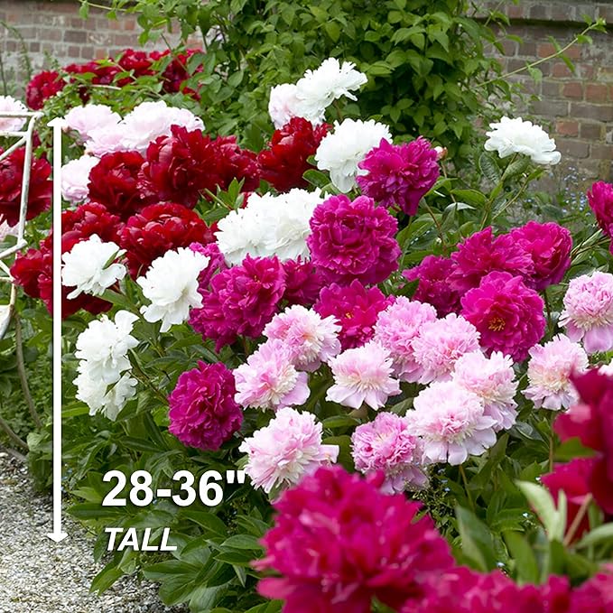 Garden State Bulb Pink and White Mix Peony Flower Bulbs, Spring Planting (Bag of 9)