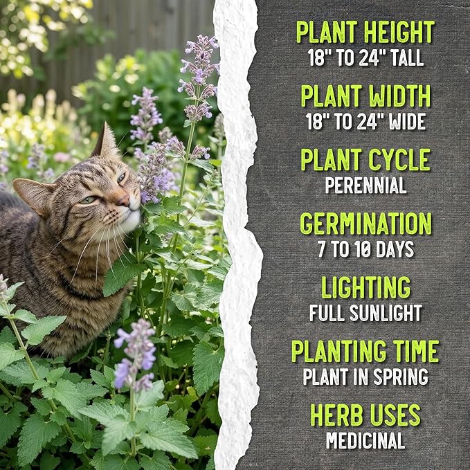 Seed Needs Catnip Seeds for Planting Nepeta cataria - Non-GMO Heirloom & Untreated Herb Seed to Plant & Grow an Outdoor Home Grown Garden (10 Packs)