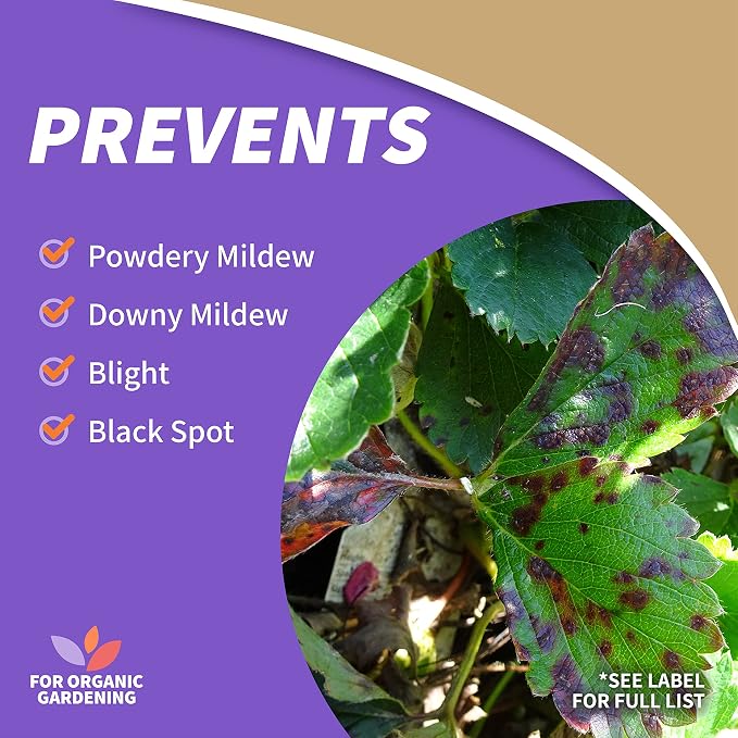 Bonide Captain Jack Copper Fungicide 16 oz Concentrated Plant Disease Control Solution for Organic Gardening,(Pack of 6)