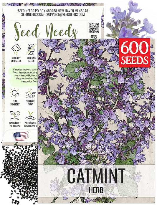 Seed Needs Catmint Seeds for Planting an Indoor/Outdoor Herb Garden - Non-GMO Heirloom & Untreated Herbal Plants - Great for Cats Nepeta mussinii (1 Pack)