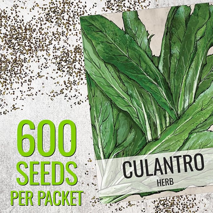 Seed Needs Culantro Seeds for Planting Mexican Coriander - Non-GMO Heirloom & Untreated Culinary/Medicinal Herbs to Grow an Indoor/Outdoor Herb Garden (2 Packs)