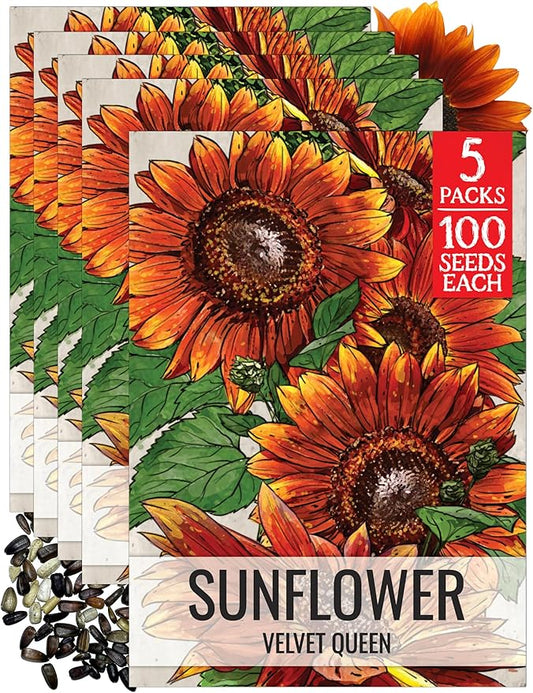 Seed Needs Sunflower Seeds for Planting Velvet Queen Sunflowers - Heirloom & Open Pollinated Flower Seed to Plant an Outdoor Butterfly Garden (5 Packs)
