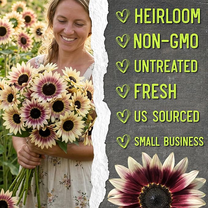 Seed Needs Cherry Rose Sunflower Seeds for Planting Bi-Color Sunflowers - Hybrid Flowers with Unique Blooms for an Outdoor Butterfly Flower Garden (1 Pack)