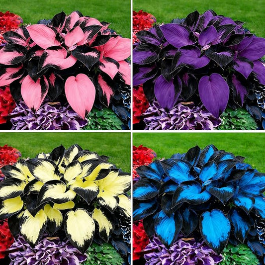 Hosta Seeds for Planting, 297pcs Non-GMO Heirloom Perennial Hosta Flower Seeds, Long Blooming Plants Shaded Entry Pathway Rare Flowers Beauty Home Garden for Outdoors