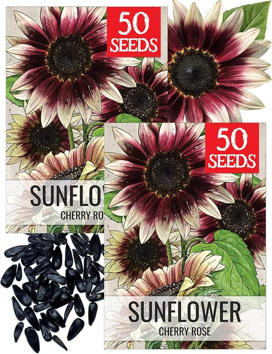 Seed Needs Sunflower Seeds for Planting Cherry Rose Sunflowers - Hybrid Flowers with Unique Bi-Colors for an Outdoors Flower Garden - Great for Cut Flowers in Bouquets & Floral Arrangements (2 Packs)
