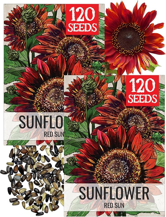 Seed Needs Sunflower Seeds for Planting Red Sun Sunflowers - Heirloom & Open Pollinated Annual Flowering Plants to Grow a Butterfly Garden to Attract Pollinators (2 Packs)