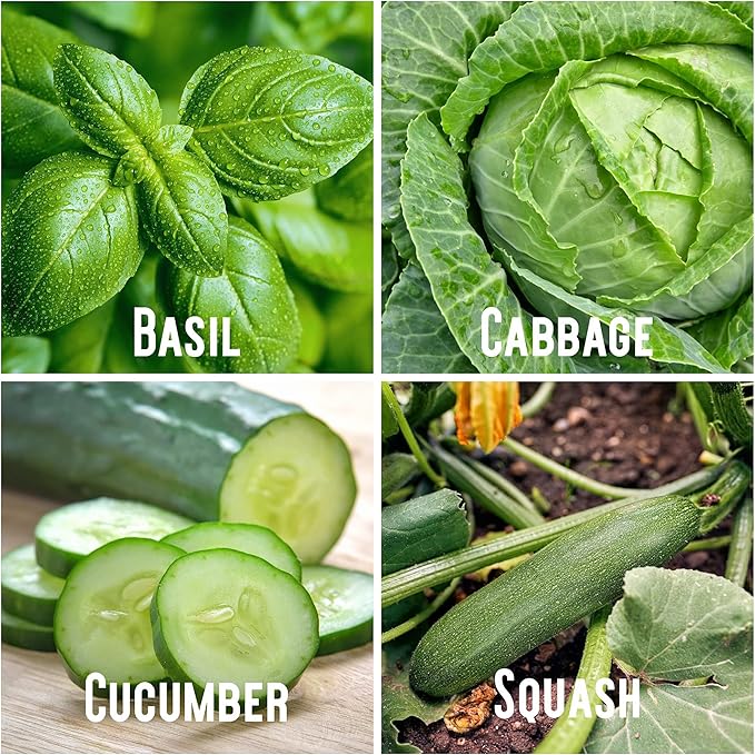 Summer Garden Heirloom Vegetable Seeds - ~5,000+ Total Seeds, 7 Varieties of Seed to Sow in Summer Months - Beet, Lettuce, Radish, Basil, Cabbage, Cucumber, & Squash Heirloom Seed for Planting