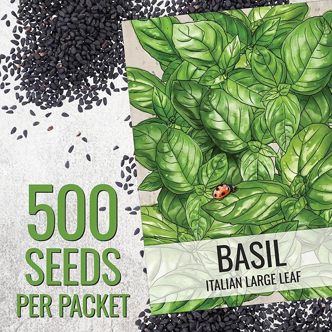 Seed Needs Basil Seeds for Planting Italian Large Leaf Herbs - Non-GMO Heirloom & Untreated - Grow an Indoor or Outdoor Home Grown Herb Garden (20 Packs)