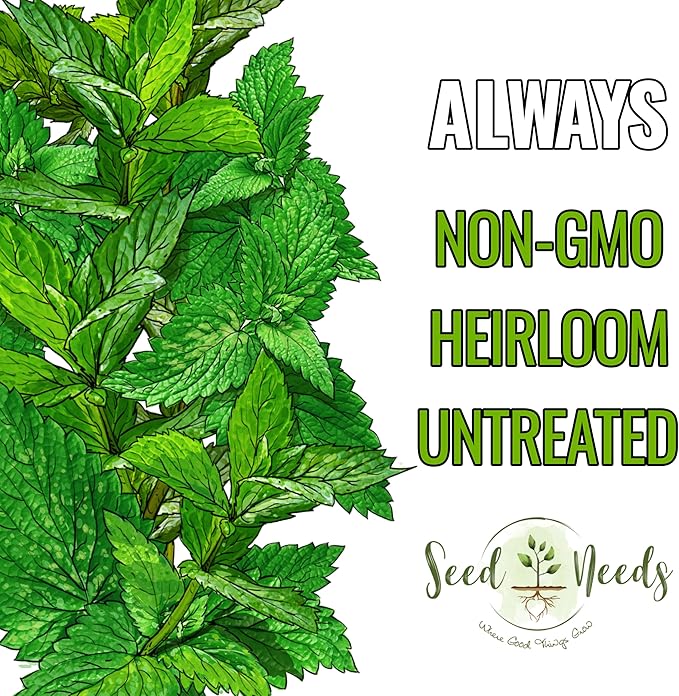 Seed Needs Peppermint Seeds for Planting - Non-GMO Heirloom & Untreated - Medicinal/Culinary Herb to Plant a Home Grown Indoor or Outdoor Garden (1 Pack)