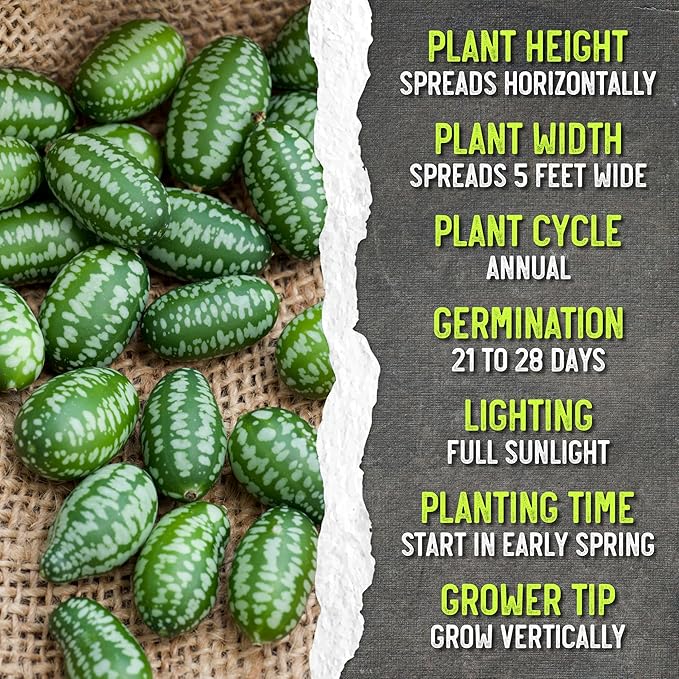 Seed Needs Cucamelon Seeds for Planting Mexican Sour Gherkin Miniature Mouse Melons - Non-GMO Heirloom & Untreated - Grow a Home Grown Indoor Outdoor Vegetable Garden (2 Packs)