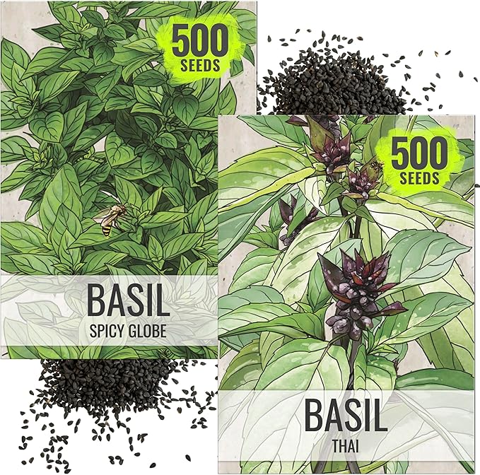 Seed Needs Spicy Globe Basil/Thai Basil Seeds for Planting Fresh Kitchen Herbs - Non-GMO Heirloom & Untreated Annual Herb Seed to Plant a Culinary Garden Indoors or Outdoors (2 Pack Duo)