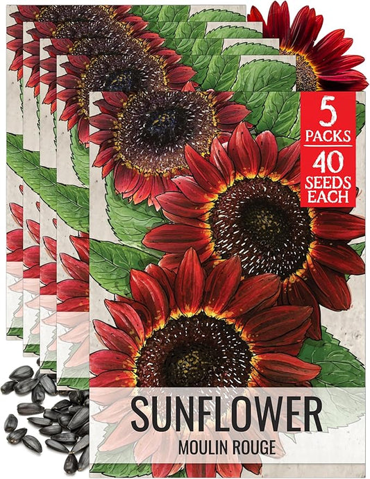 Seed Needs Sunflower Seeds for Planting Moulin Rouge Red Sunflowers - Heirloom & Open Pollinated Flower Seed to Plant an Outdoor Wildflower Butterfly Garden - Makes a Great Cut Flower