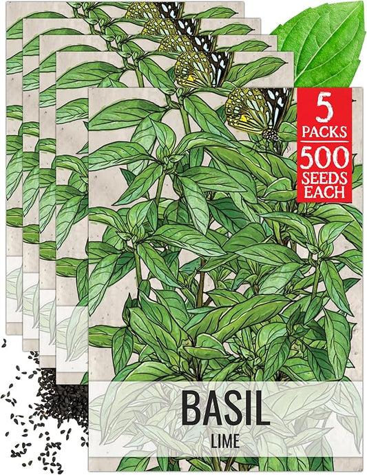 Seed Needs Lime Basil Seeds for Planting - Non-GMO Heirloom & Untreated Culinary Herb Seed to Plant an Indoor or Outdoor Home Grown Kitchen Garden (5 Packs)