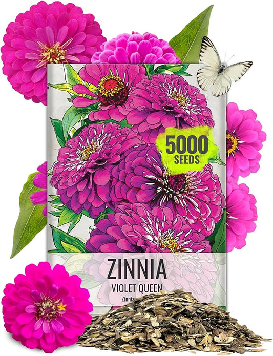 Seed Needs Zinnia Seeds Violet Queen Variety Fast Blooming | 5,000+ Heirloom & Open Pollinated Seeds | Annual Cut Flowers Large Blooming | Bulk
