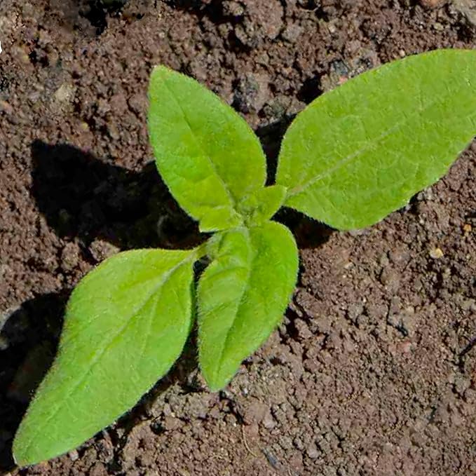 Seed Needs Sunflower Seeds for Planting Dwarf Teddy/Dwarf Sungold Sunflowers - Heirloom & Open Pollinated Flower Seed to Plant a Butterfly Garden (2 Packs)