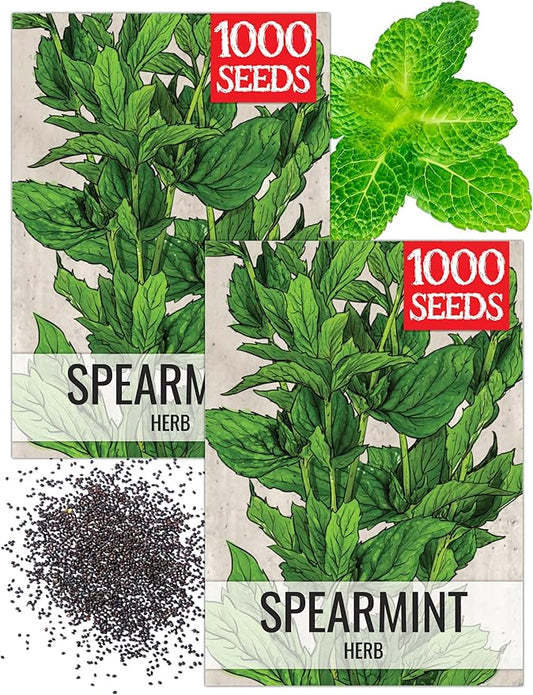 Seed Needs Spearmint Seeds for Planting Mint Herbs - Non-GMO Heirloom & Untreated Perennial Herb Seed to Plant a Home Grown Herb Garden Indoors or Outdoors (1 Pack)