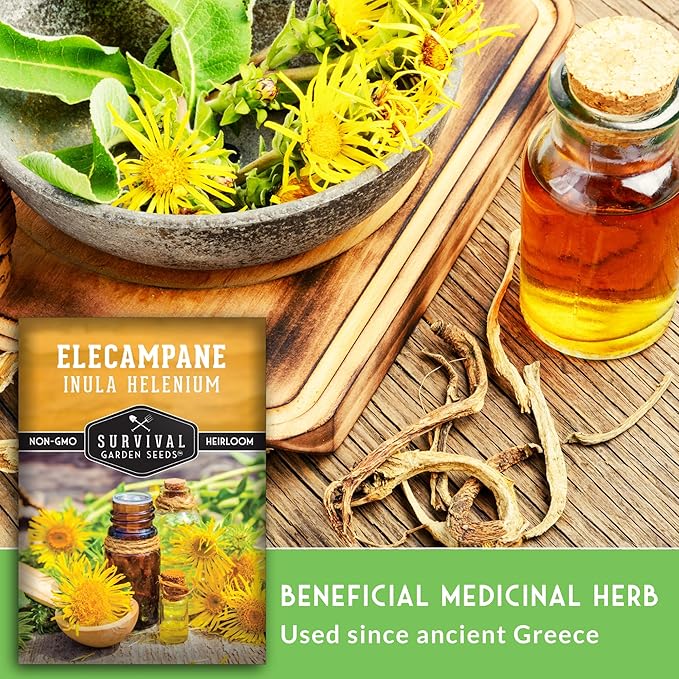 Elecampane Seeds for Planting - Traditional Medicinal Herb (Inula helenium) with Tall Yellow Blooms for Homestead & Healing Gardens - Heirloom Non-GMO - Survival Garden Seeds (2 Packs)