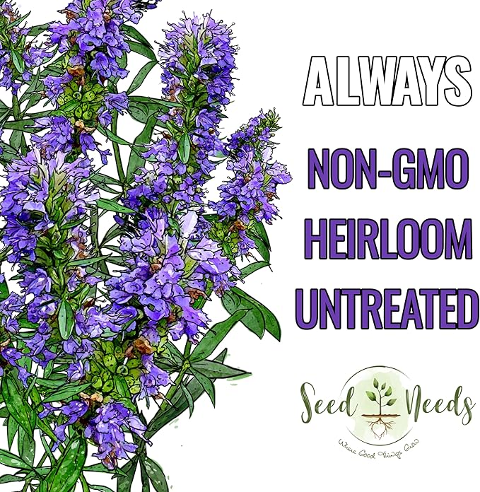 Seed Needs Hyssop Seeds for Planting Blue Hyssop Herbs - Non-GMO Heirloom & Untreated Hyssopus officinalis Seed to Plant an Indoor/Outdoor Medicinal Herb Garden (5 Packs)