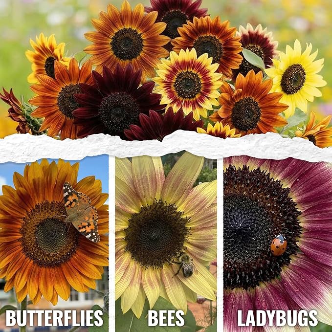 Seed Needs Autumn Beauty Sunflower Seeds for Planting Colorful Mixed Sunflowers - Heirloom & Open Pollinated Flower Seed to Plant an Outdoor Wildflower Butterfly Garden (1 Pack)