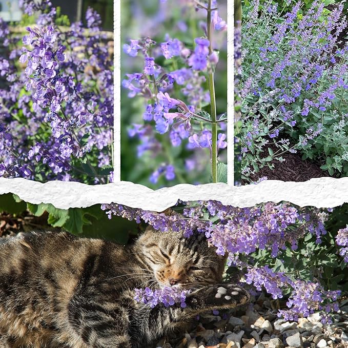 Seed Needs Catmint Seeds for Planting an Indoor/Outdoor Herb Garden - Non-GMO Heirloom & Untreated Herbal Plants - Great for Cats Nepeta mussinii (20 Packs)