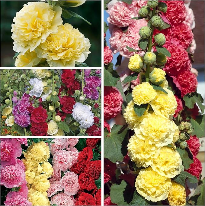 Seed Needs Hollyhock Seeds Mixed Carnival | 1,000+ Heirloom Flower Seeds Alcea rosea | Biennial Wildflower Blend that Attracts Pollinators to The Garden | Bulk