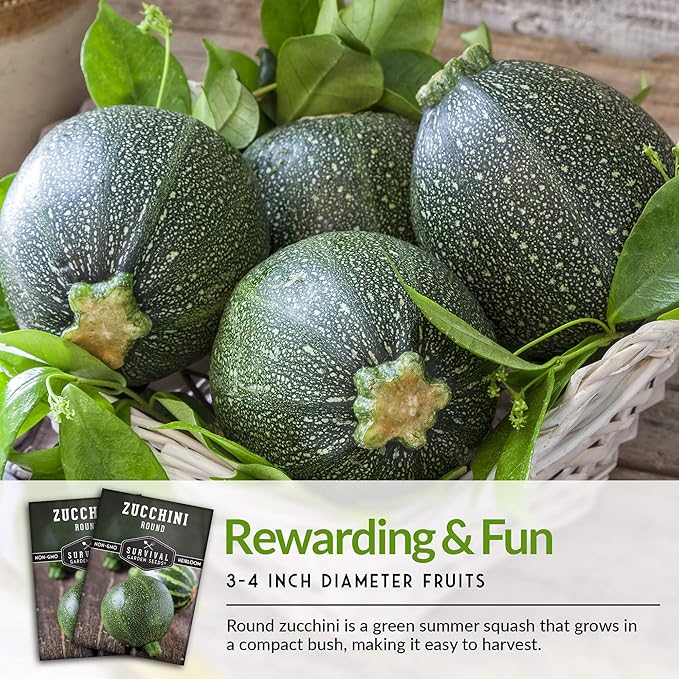 Round Zucchini Seed for Planting - Plant and Grow Small Green Zucchinis in Your Home Vegetable Garden - Non-GMO Heirloom Variety - Survival Garden Seeds (1 Pack)