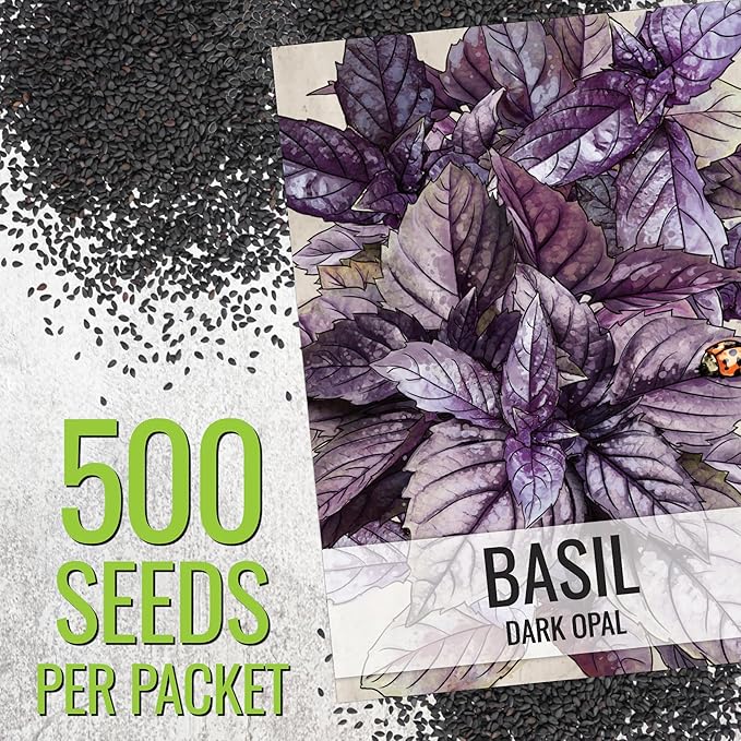 Seed Needs Genovese Basil/Dark Opal Basil Seeds for Planting Fresh Kitchen Herbs - Non-GMO Heirloom & Untreated Annual Herb Seed to Plant a Culinary Garden Indoors or Outdoors (2 Pack Duo)