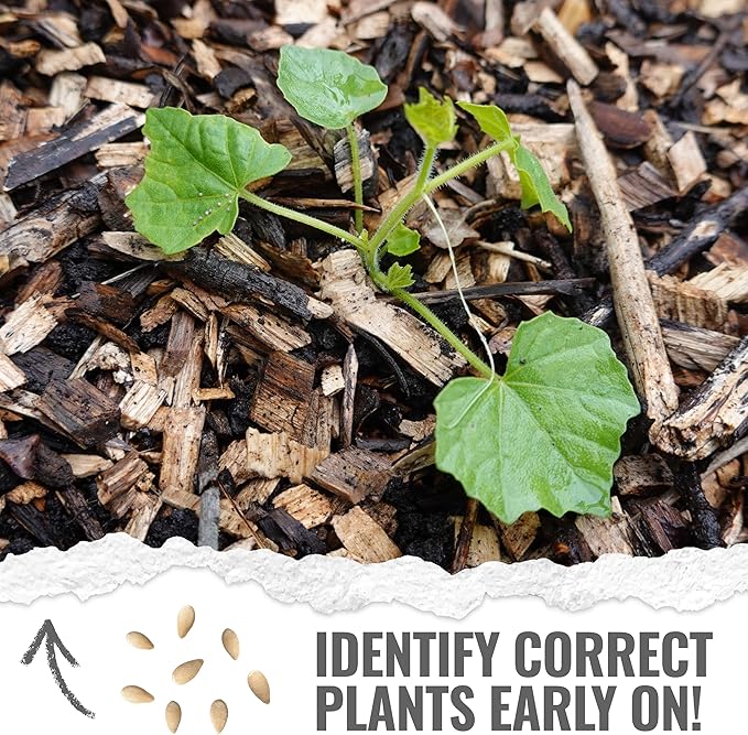 Seed Needs Cucamelon Seeds for Planting Mexican Sour Gherkin Miniature Mouse Melons - Non-GMO Heirloom & Untreated - Grow a Home Grown Indoor Outdoor Vegetable Garden (5 Packs)