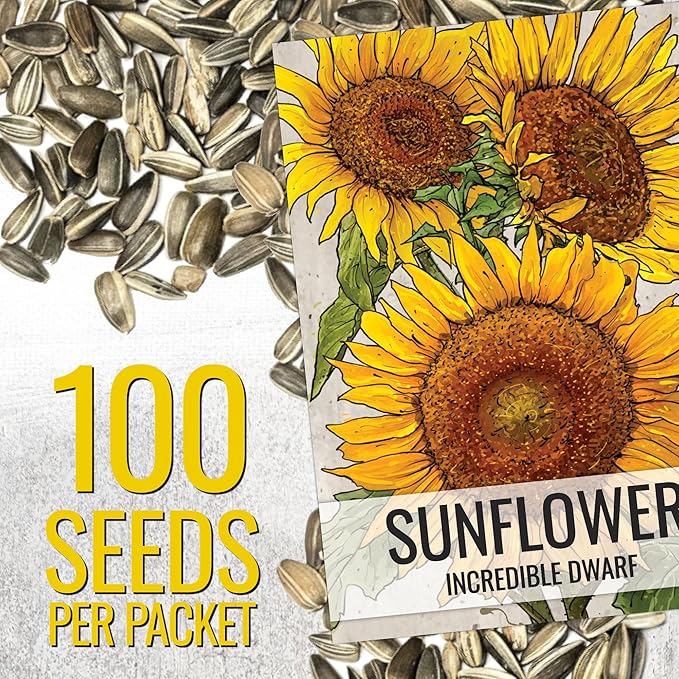 Seed Needs Dwarf Sunflower Seeds for Planting Incredible Sunflowers - Heirloom & Open Pollinated Flowers to Plant an Outdoor Wildflower Garden to Attract Beneficial Pollinators (2 Packs)