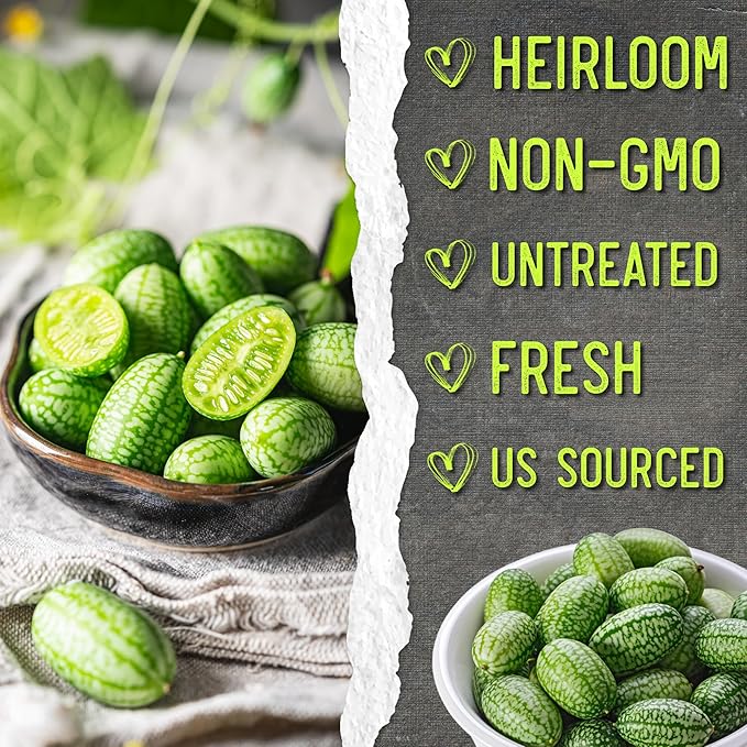 Seed Needs Cucamelon Seeds for Planting Mexican Sour Gherkin Miniature Mouse Melons - Non-GMO Heirloom & Untreated - Grow a Home Grown Indoor Outdoor Vegetable Garden (2 Packs)