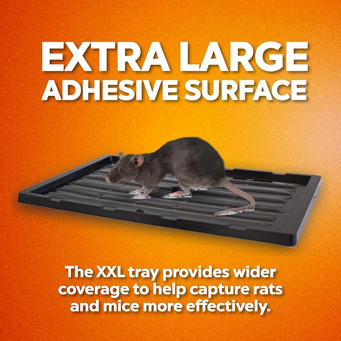 Glue trap for rats and mice, for extra large animals, without poison, non-toxic, you can release the animal just apply cooking oil. Easy to use indoor and outdoor use, Safe for people and pets