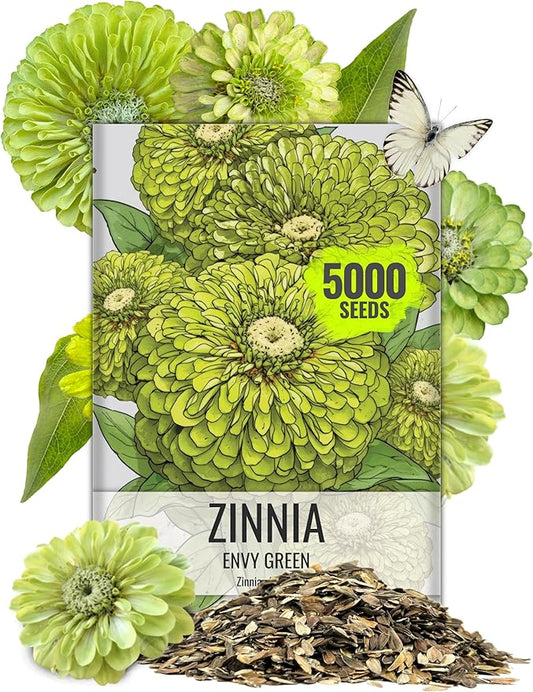 Seed Needs Zinnia Seeds Lime Green Envy Variety Fast Blooming | 5,000+ Heirloom & Open Pollinated Seeds | Annual Cut Flowers Large Blooming | Bulk
