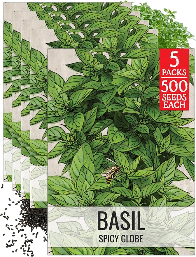 Seed Needs Spicy Globe Basil Seeds for Planting - Non-GMO Heirloom & Untreated Culinary Herb Seed to Plant an Indoor or Outdoor Home Grown Kitchen Garden (5 Packs)