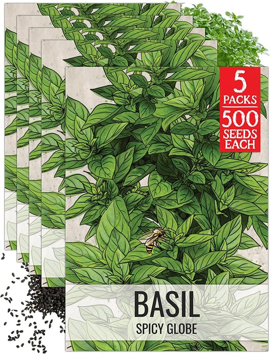 Seed Needs Spicy Globe Basil Seeds for Planting - Non-GMO Heirloom & Untreated Culinary Herb Seed to Plant an Indoor or Outdoor Home Grown Kitchen Garden (5 Packs)