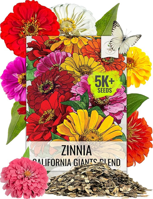 Seed Needs Zinnia Seeds California Giants Variety | 5,000+ Heirloom Seeds Zinnia Elegans Open Pollinated | Prolific Large Multicolor Blooms Makes a Great Cut Flower | Bulk