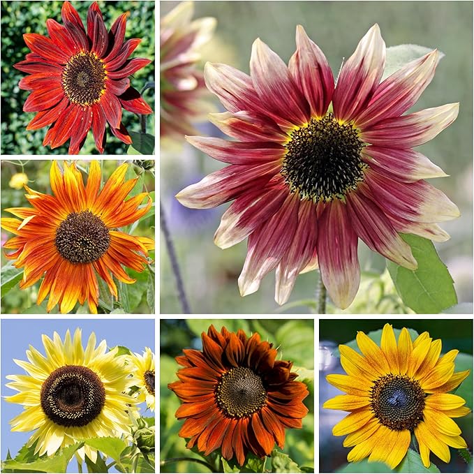 Seed Needs Sunflower Seeds to Plant The Original Crazy Blend | 500+ Heirloom Seeds 15+ Varieties Open Pollinated & Untreated | XL Packet Multicolored Blooms Flower Seed
