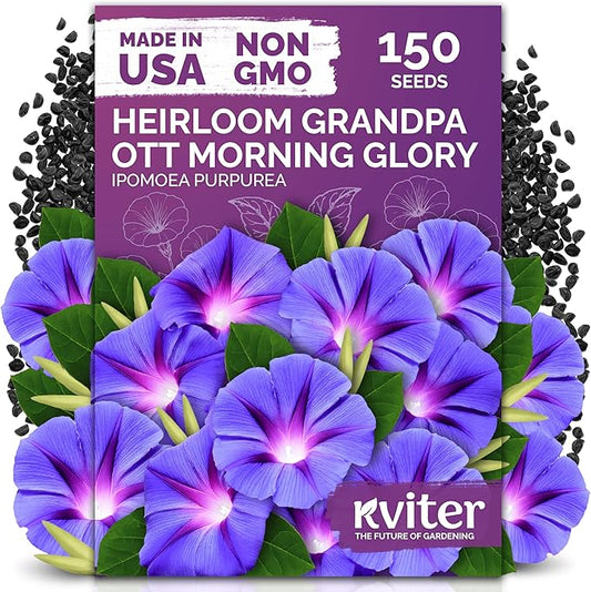 KVITER 150 Grandpa OTT Morning Glory Seeds (Ipomoea purpurea) – Vine Purple Climbing Blooms Flower Seeds to Plant Outside – Pollinator Heirloom Seed Packets for Garden, Trellises, Outdoor Flower Beds