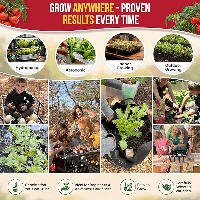 Tomato Large Cherry Seeds Pack 0.8 G - Over 300 of Non-GMO Heirloom Tomato Seeds for Planting Vegetables in Individual Seed Packet, Vegetable Seeds for Planting Home Garden Indoor & Outdoor Gardening
