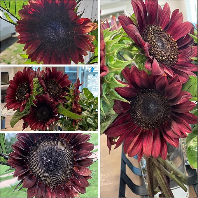 Seed Needs Procut Red Sunflower Seeds for Planting Burgundy Sunflowers - F1 Hybrid Flowers Great for Cutting in Bouquets & Floral Arrangements (1 Pack)