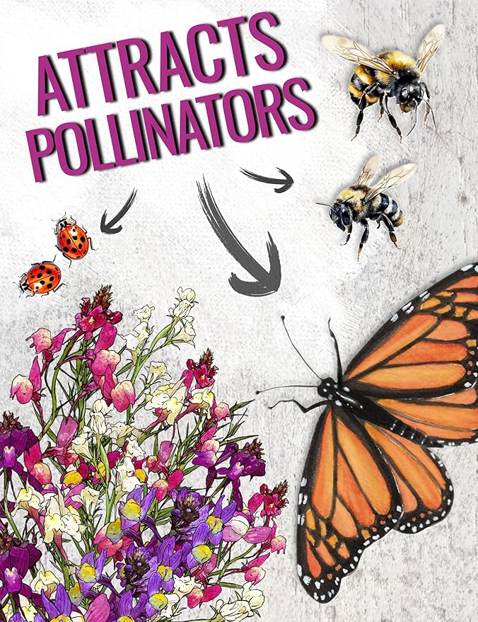 Seed Need, Fairy Bouquet Snapdragon Seeds for Planting Linaria maroccana - Heirloom & Open Pollinated Annual Flowers to Attract Pollinators to a Butterfly Garden (XL Pack)