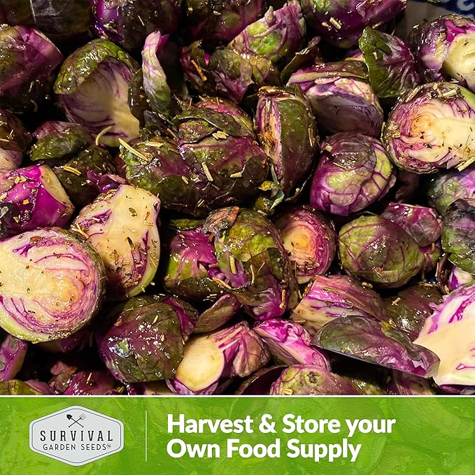 Red Brussels Sprout Seeds | Heirloom Non-GMO Purple Brussel Sprouts, Cold Hardy Garden Vegetable, Unique Exotic Variety - Survival Garden Seeds (3 Packs)