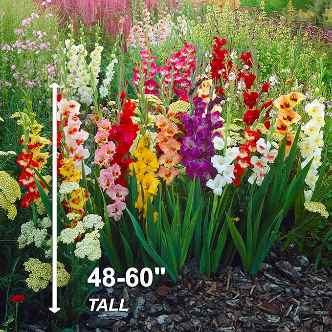 Garden State Bulb Rainbow Mix Gladiolus Flower Bulbs for Planting, 10/12cm, Spring (Bag of 50)