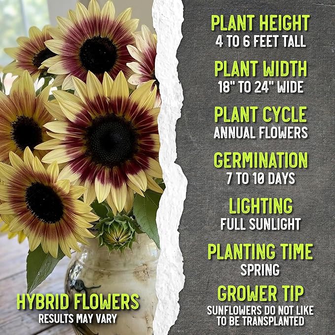 Seed Needs Sunflower Seeds for Planting Cherry Rose Sunflowers - Hybrid Flowers with Unique Bi-Colors for an Outdoors Flower Garden - Great for Cut Flowers in Bouquets & Floral Arrangements (5 Packs)