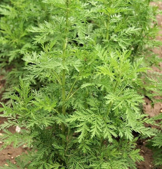 KVITER 1000 Sweet Wormwood (Artemisia Annua) Heirloom Seeds Non GMO Organic Herbs - Sweet Annie Fragrant Herb Seeds, a.k.a Sagewort/Chinese Wormwood Seeds for Herb Garden, Outdoor & Indoor Gardening