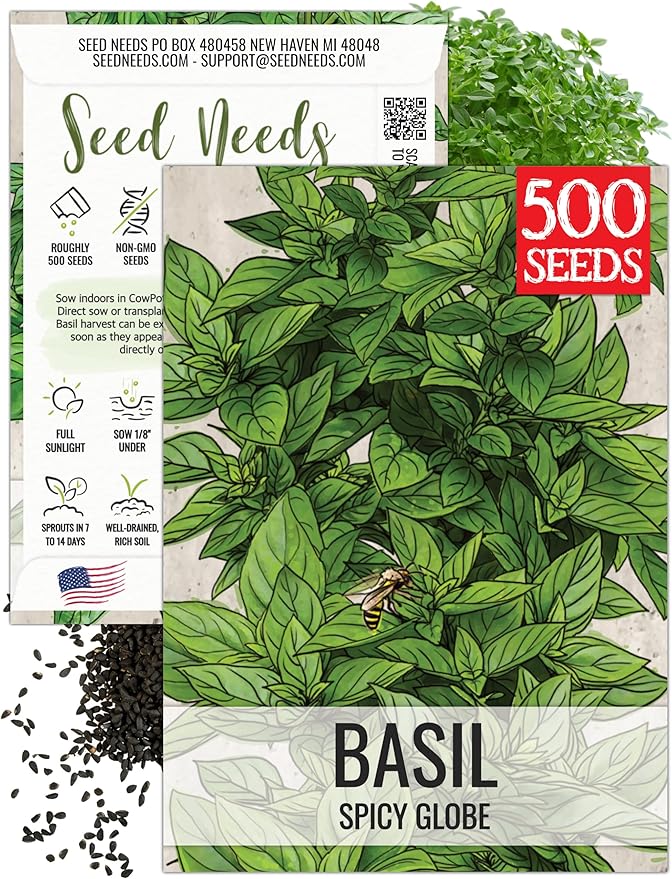 Seed Needs Spicy Globe Basil Seeds for Planting - Non-GMO Heirloom & Untreated Culinary Herb Seed to Plant an Indoor or Outdoor Home Grown Kitchen Garden (1 Pack)