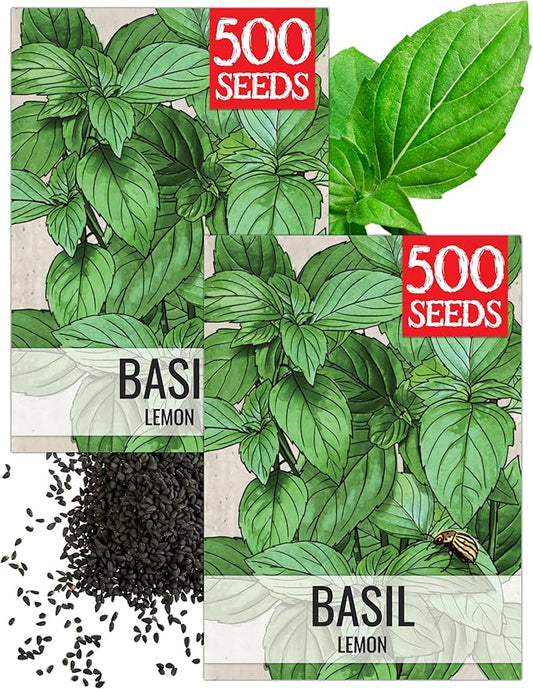 Seed Needs Lemon Basil Seeds for Planting - Non-GMO Heirloom & Untreated Culinary Herb Seed to Plant an Indoor or Outdoor Home Grown Kitchen Garden (2 Packs)