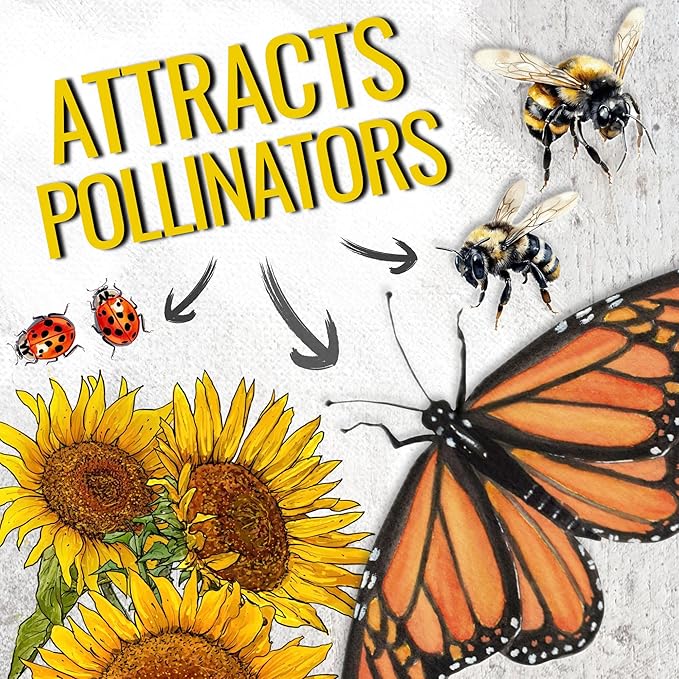 Seed Needs Dwarf Sunflower Seeds for Planting Incredible Sunflowers - Heirloom & Open Pollinated Flowers to Plant an Outdoor Wildflower Garden to Attract Beneficial Pollinators (5 Packs)