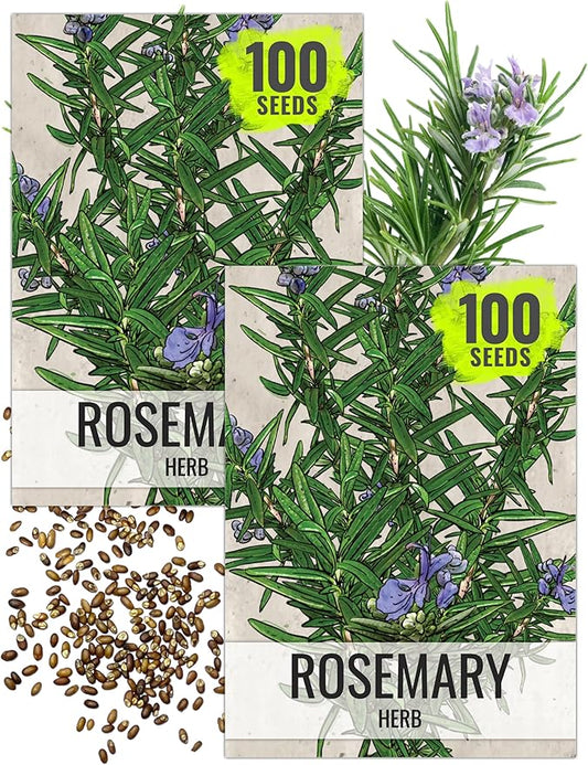 Seed Needs Rosemary Seeds for Planting - Non-GMO Heirloom & Untreated Perennial Herbs to Plant a Medicinal & Culinary Kitchen Garden Indoors or Outdoors (2 Packs)