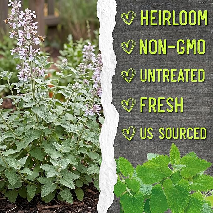 Seed Needs Catnip Seeds for Planting Nepeta cataria - Non-GMO Heirloom & Untreated Herb Seed to Plant & Grow an Outdoor Home Grown Garden (1 Pack)